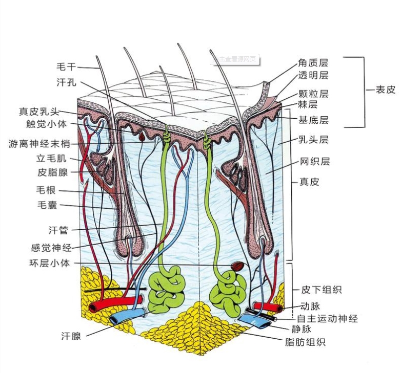 001_Skin_Structure_Image_01.jpg